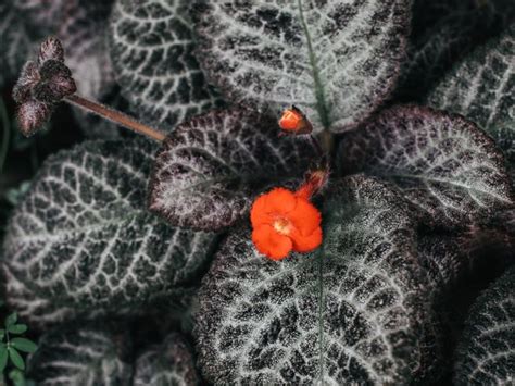 fireviolet|Episcia Flame Violet Houseplants